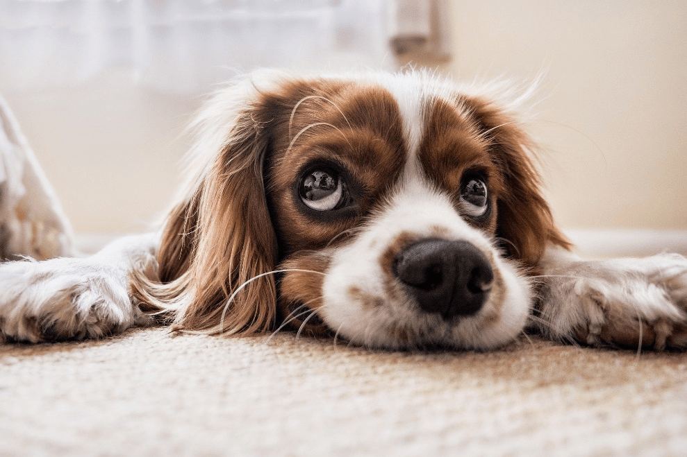 A small puppy lying on a carpet.